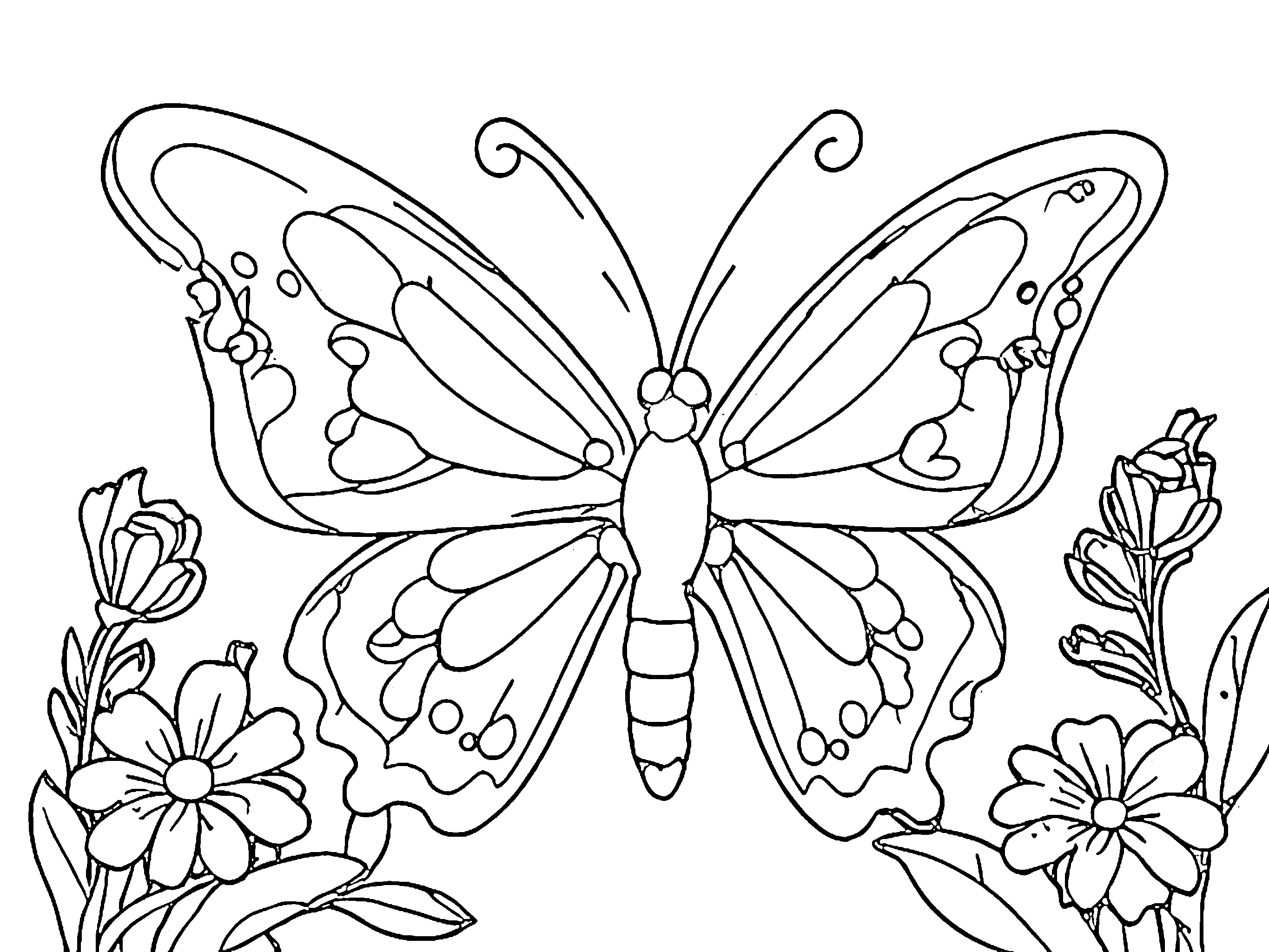gambar kupu kupu Butterfly 0